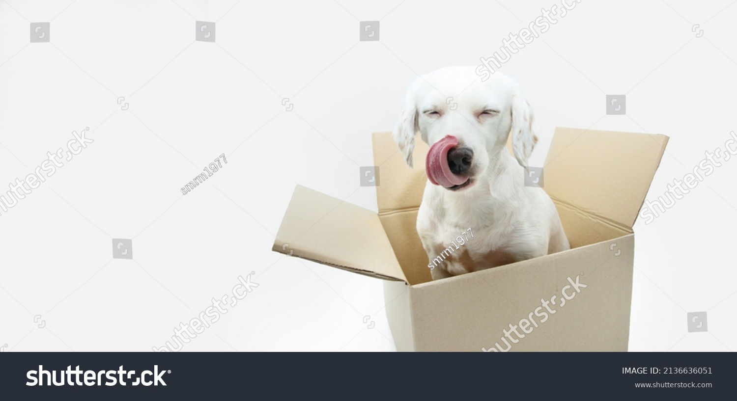 Puppy Dog Inside Carton Box Licking Stock Photo 2136636051 | Shutterstock