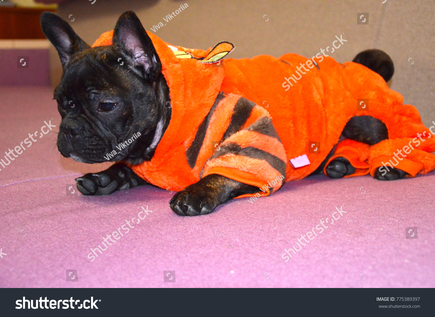 french bulldog orange