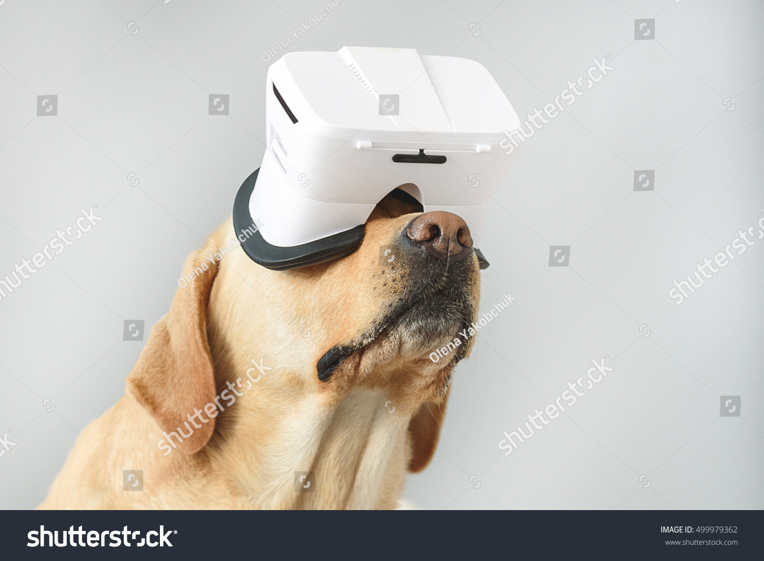 stock-photo-puppy-immersed-in-virtual-reality-499979362.jpg