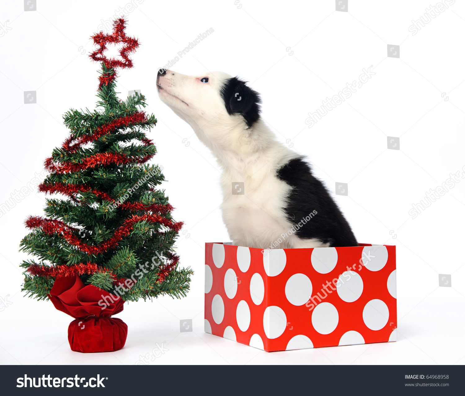 Puppy Christmas Gift Box Next Xmas Stock Photo Edit Now 64968958
