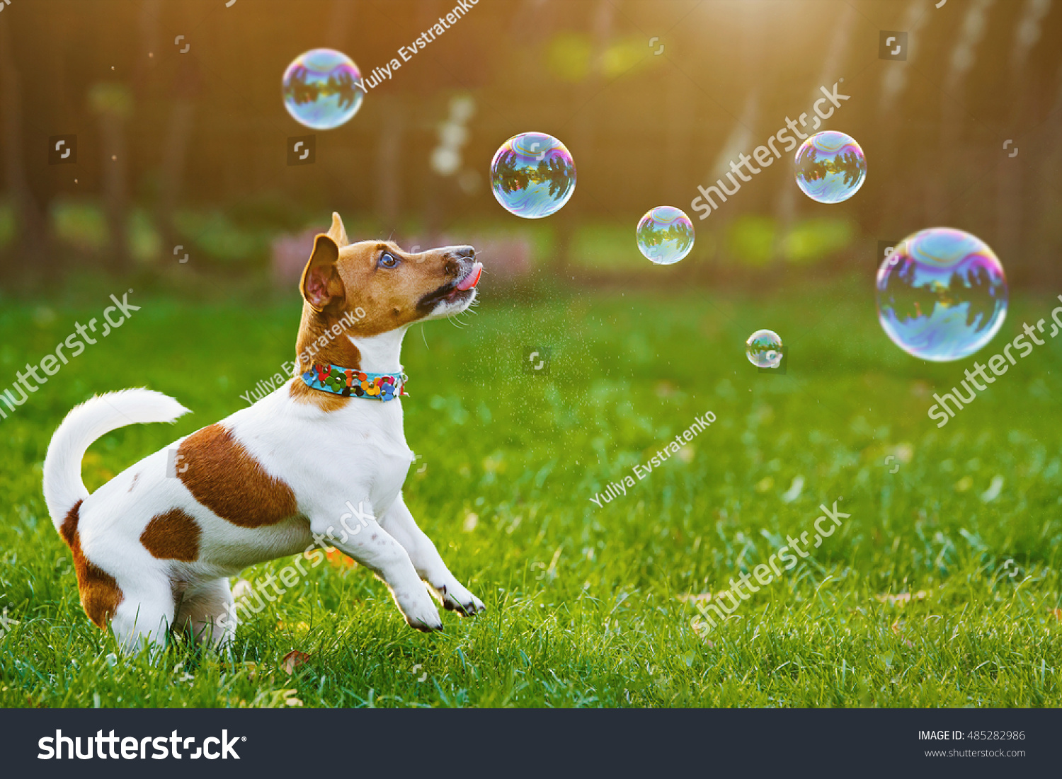 28,519 Dog bubbles Images, Stock Photos & Vectors | Shutterstock