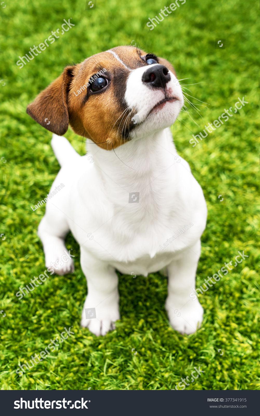 australian shepherd jack russell terrier puppy jack russell terrier playing bright stock photo 377341915 australian shepherd jack russell terrier puppy jack russell terrier playing bright stock photo 377341915