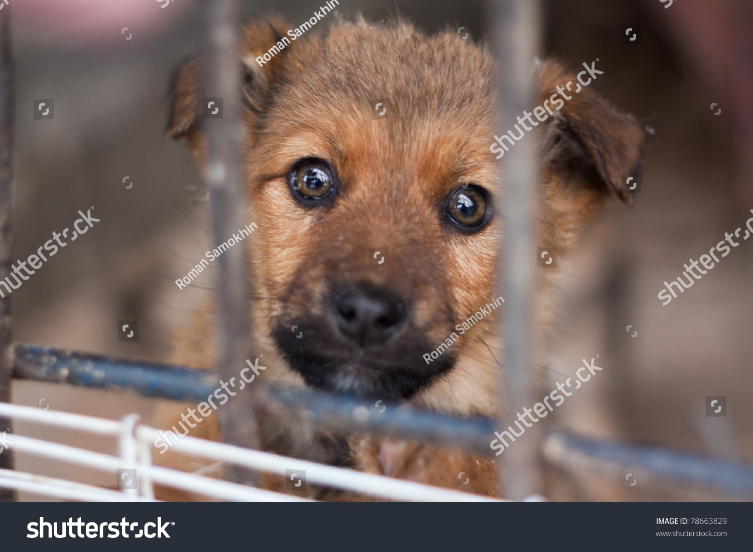 Puppy Locked Cage Stock Photo (Edit Now) 78663829