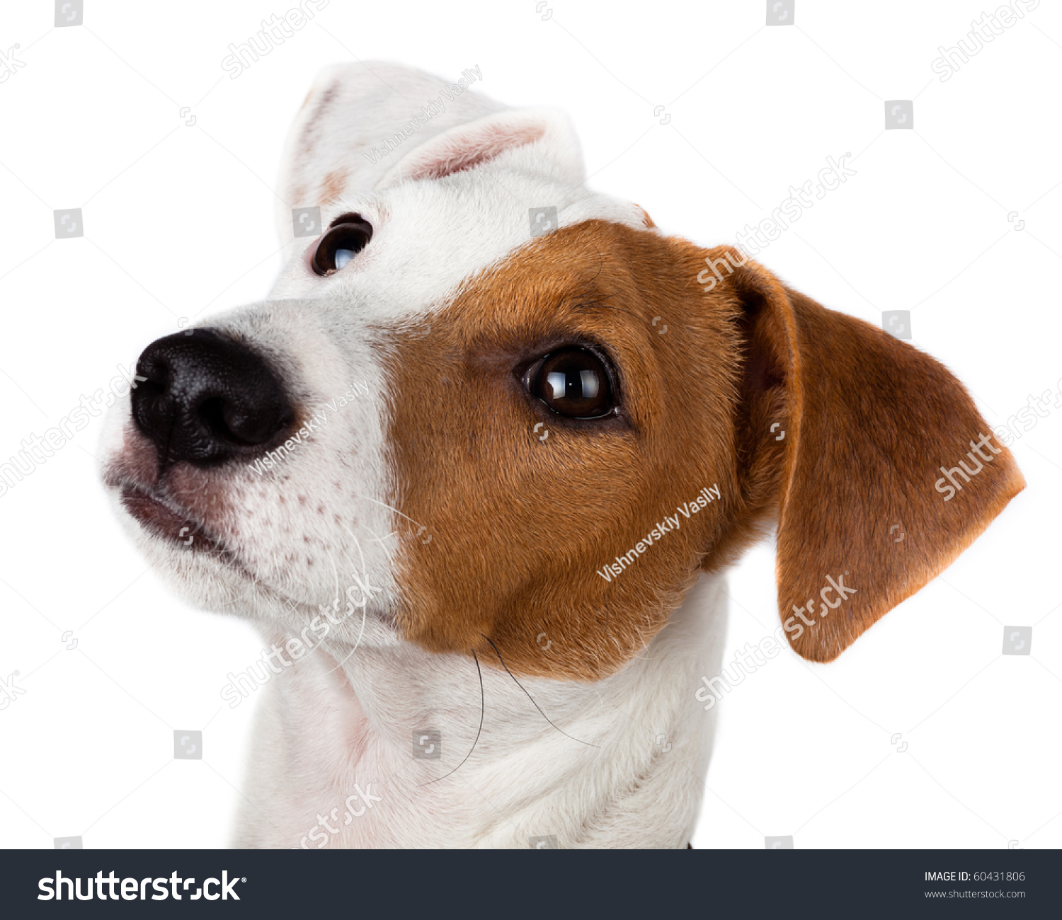 Puppy Dog Studio Against White Background Stock Photo Edit Now