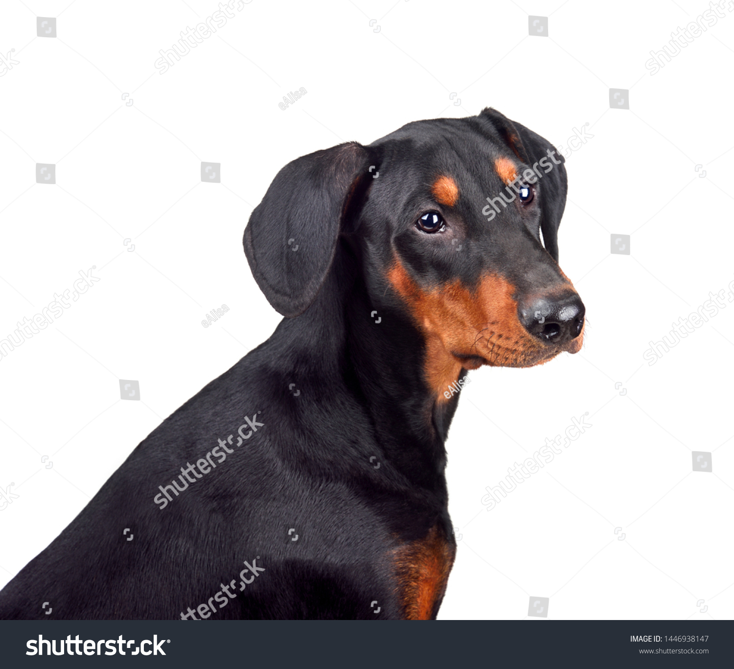Puppy Tanandblack German Pinscher Doberman Pinscher Animals Wildlife Stock Image 1446938147