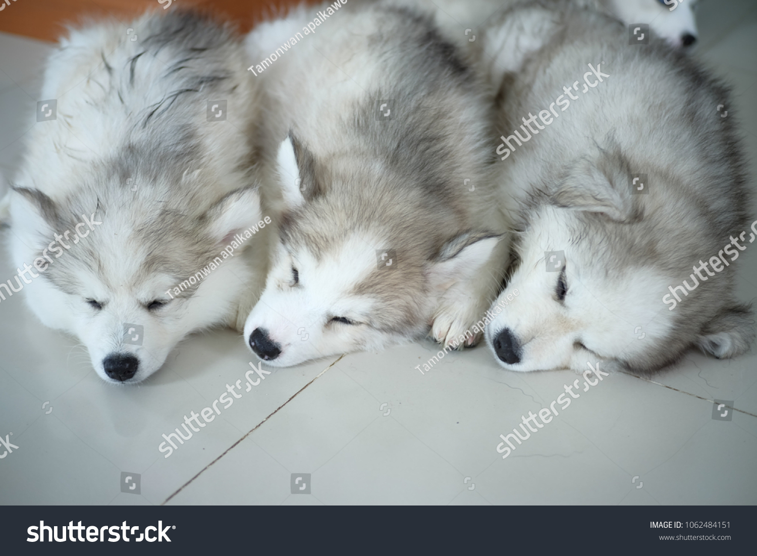 Puppy Spitz Japanese Dog Mixed Siberian Stock Photo Edit Now
