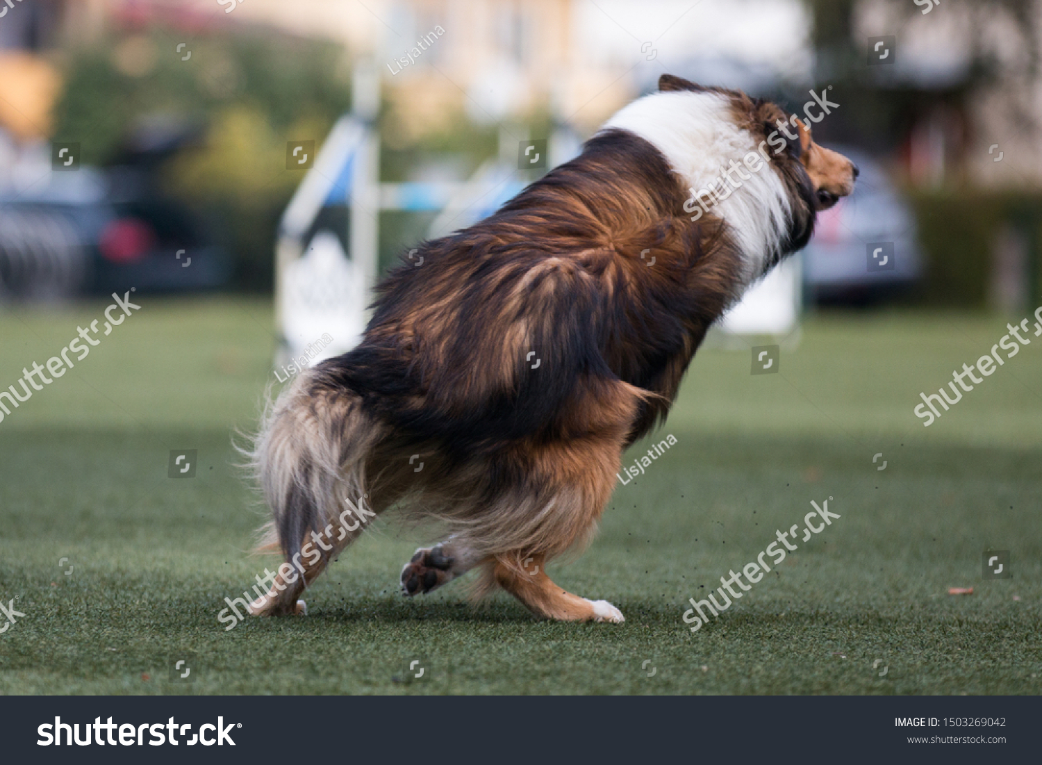 Purebred Active Sable White Long Haired Stock Photo Edit Now 1503269042