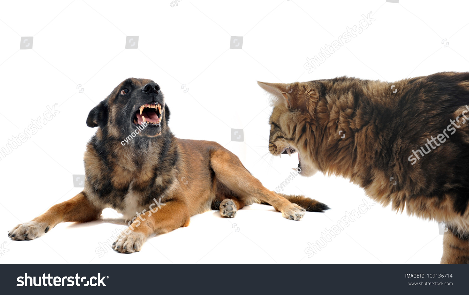 belgian sheepdog german shepherd mix purebred belgian sheepdog malinois cat angry stock photo 109136714 belgian sheepdog german shepherd mix purebred belgian sheepdog malinois cat angry stock photo 109136714