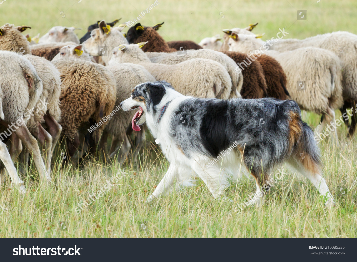 Purebred Border Collie Herding A Flock Of Sheep On A Summer Day. Stock ...