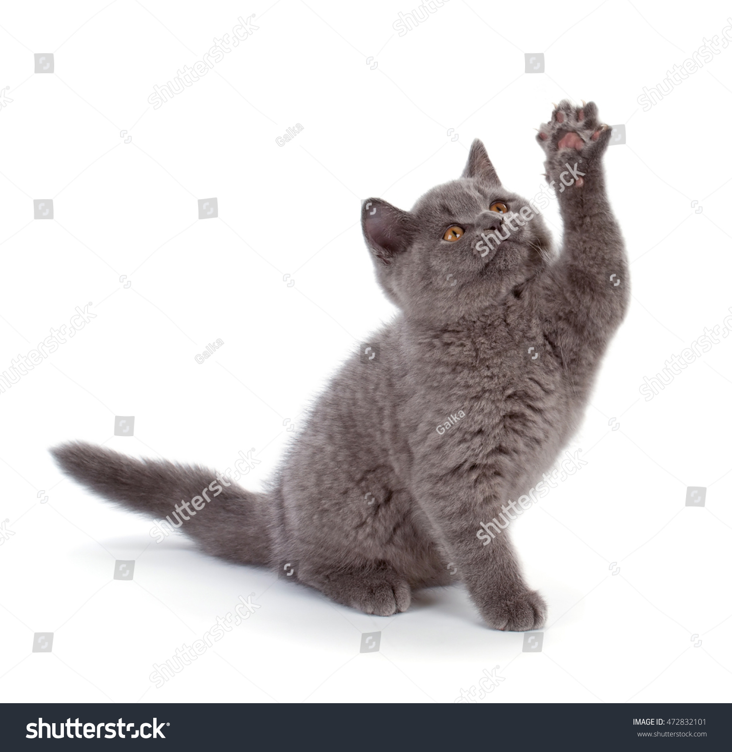 Purebred British Shorthair Blue Kitten On Stock Photo Edit Now