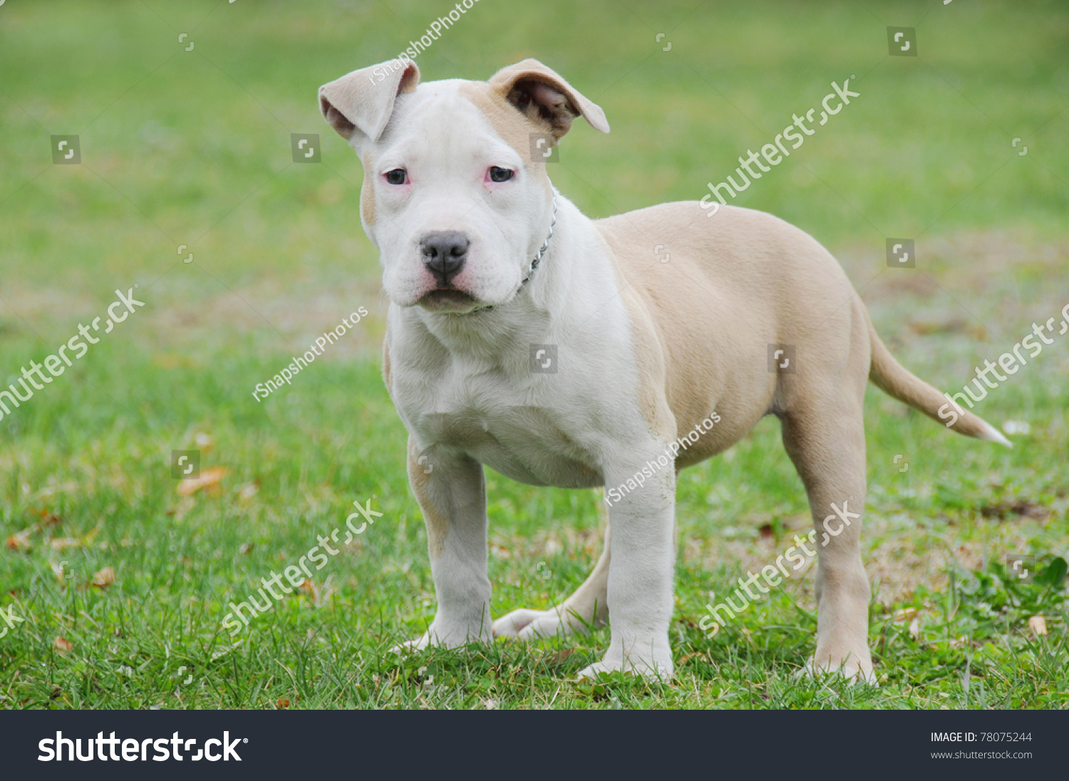 Purebred Canine Blue Nose American Bully Stock Photo Edit Now 78075244