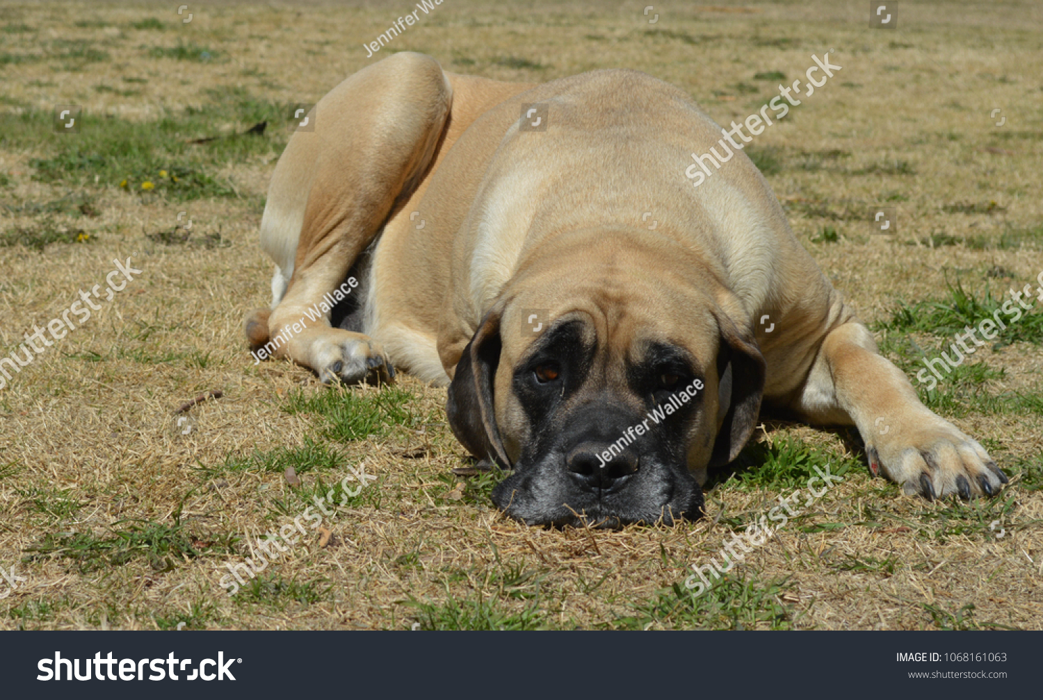 apricot mastiff