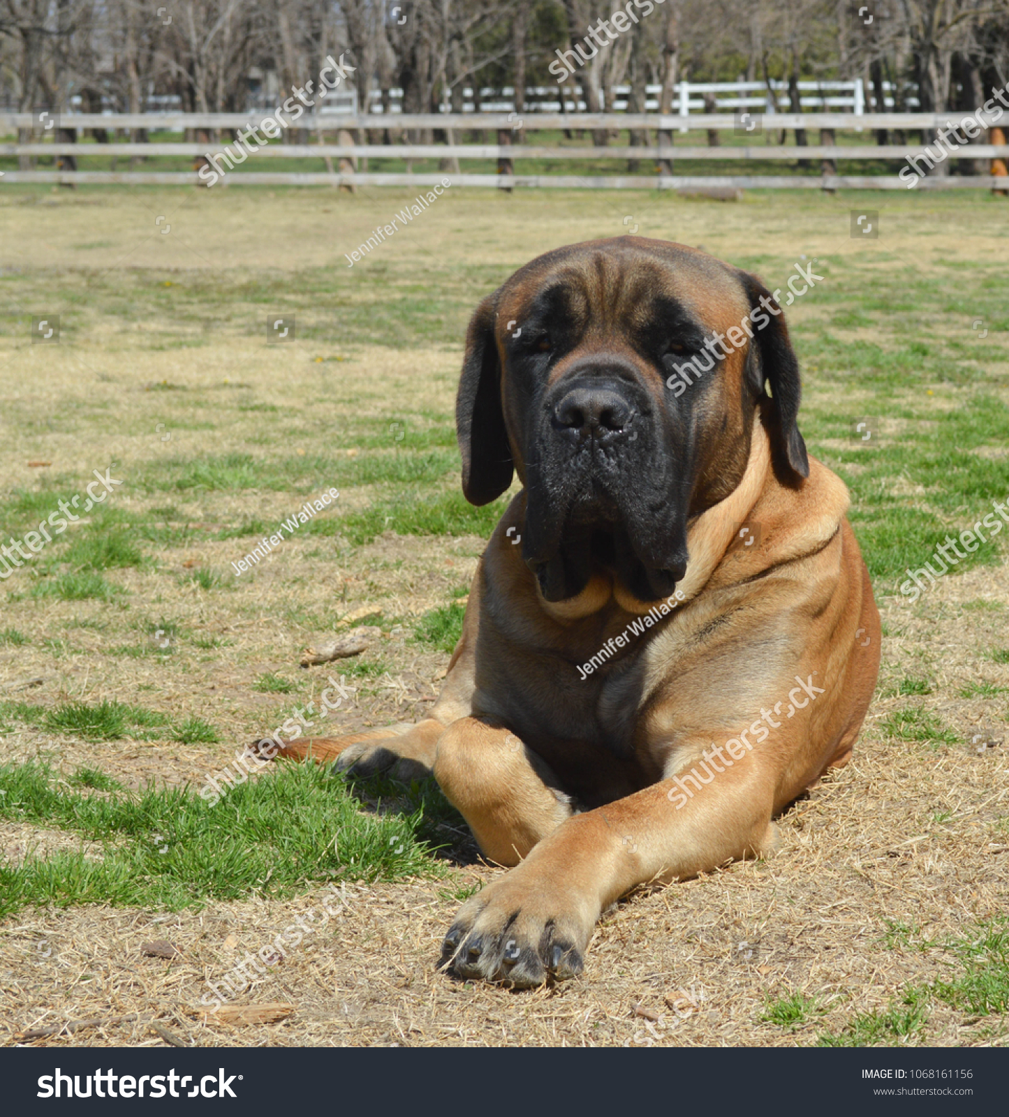 apricot mastiff