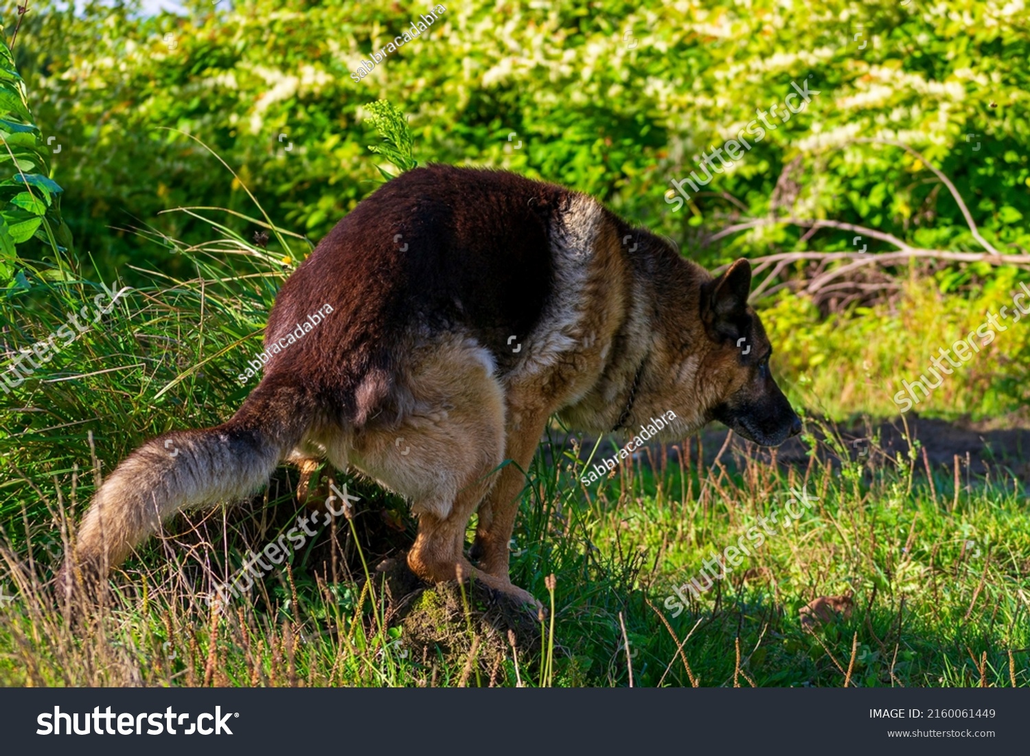 183-german-pooping-images-stock-photos-vectors-shutterstock