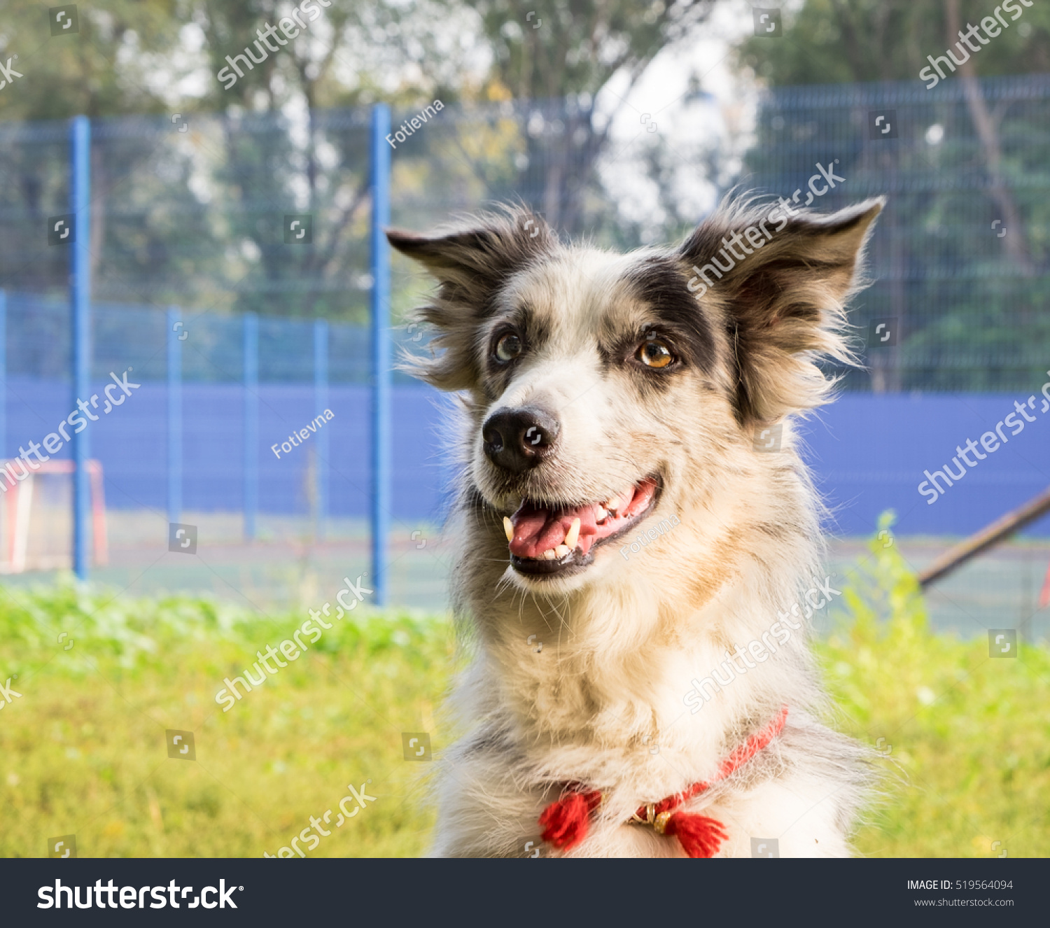 border collie harlequin