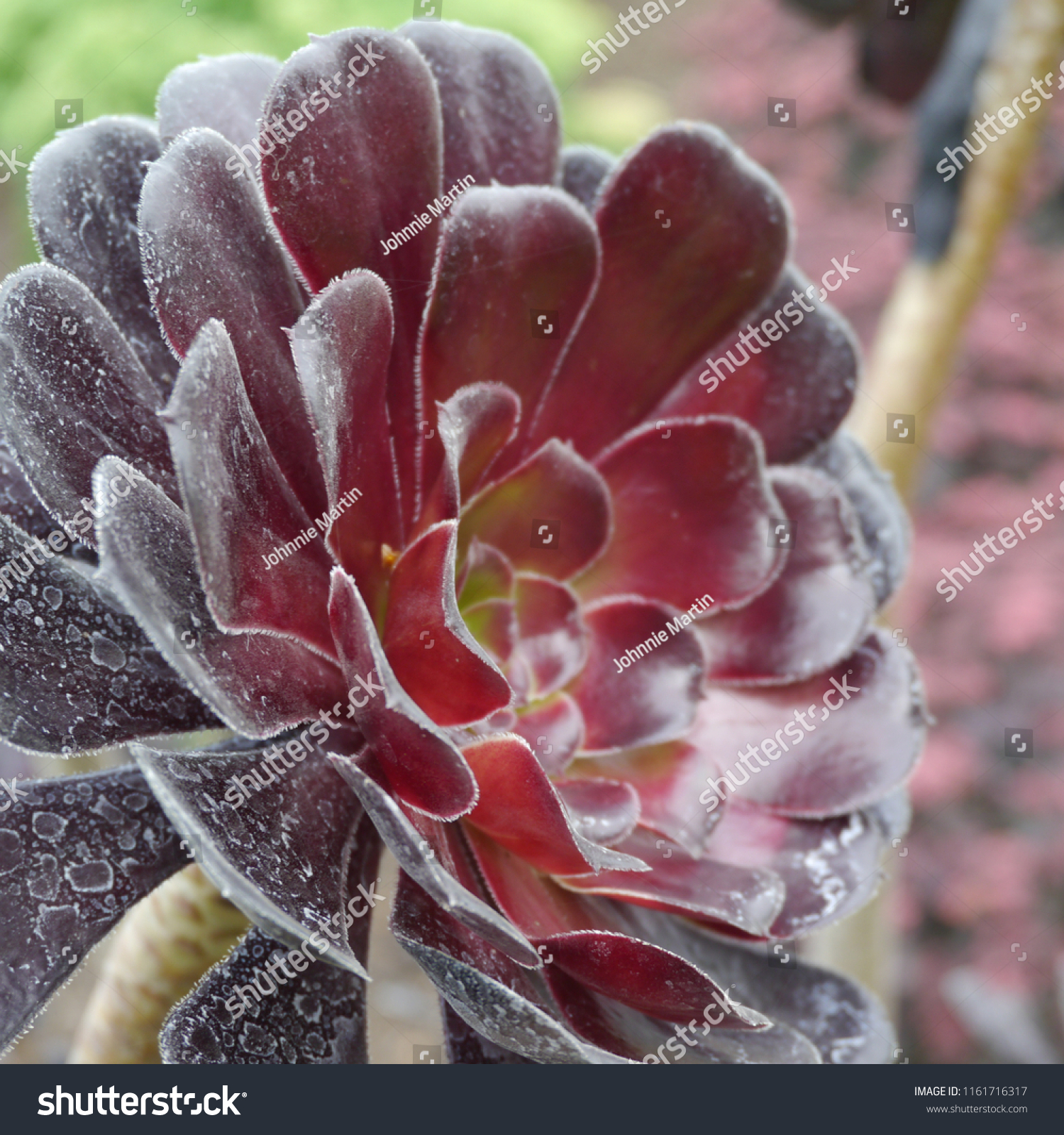 Purple Aeonium Arboreum Atropurpureum Plant Stock Photo Edit Now 1161716317