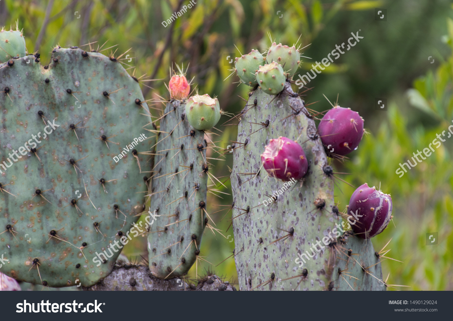 Purple Green Cactus Buds El Charco Nature Parks Outdoor Stock Image