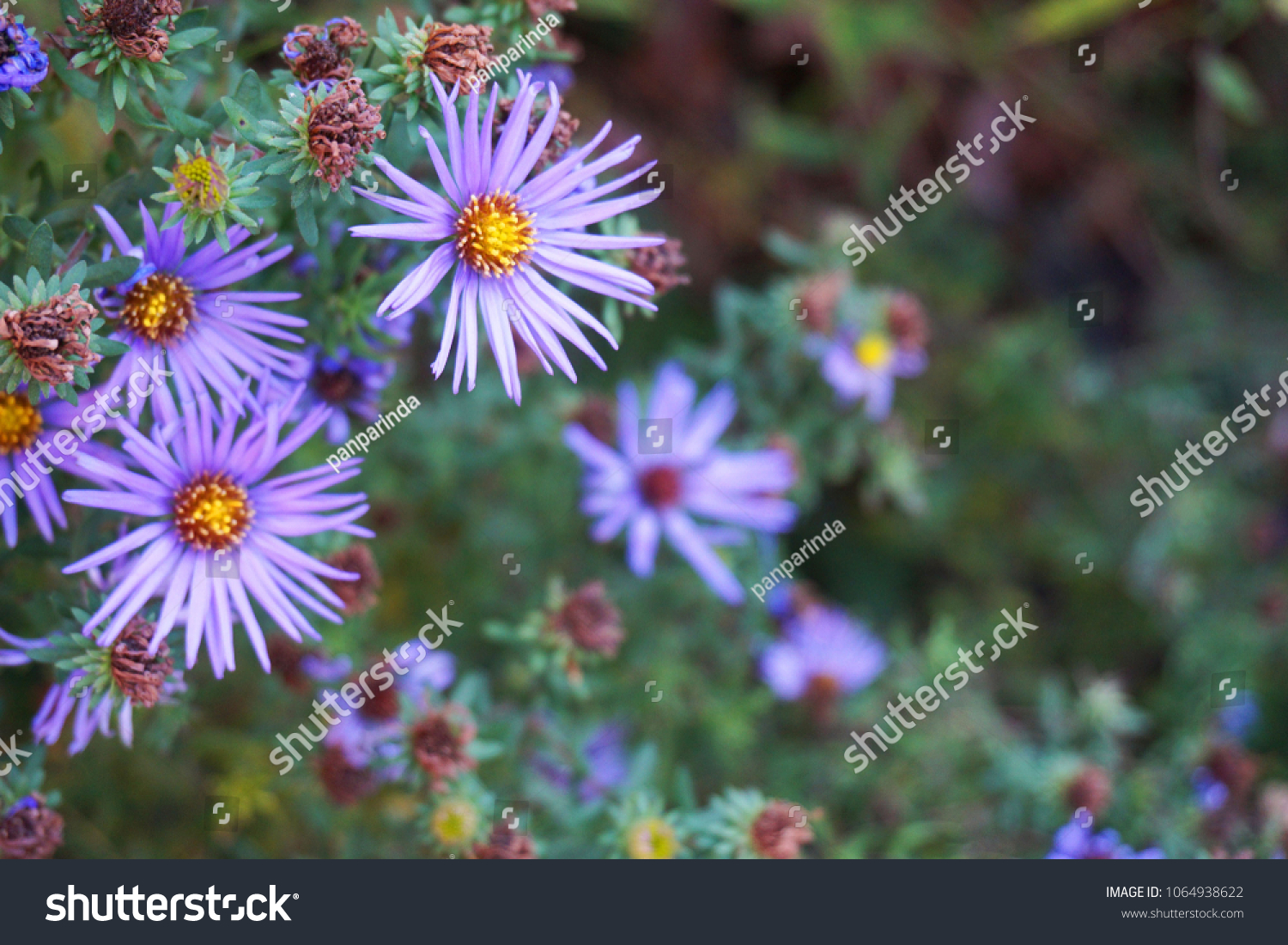 Purple Aster Amellus Flowers Background Captured Stock Photo Edit Now 1064938622