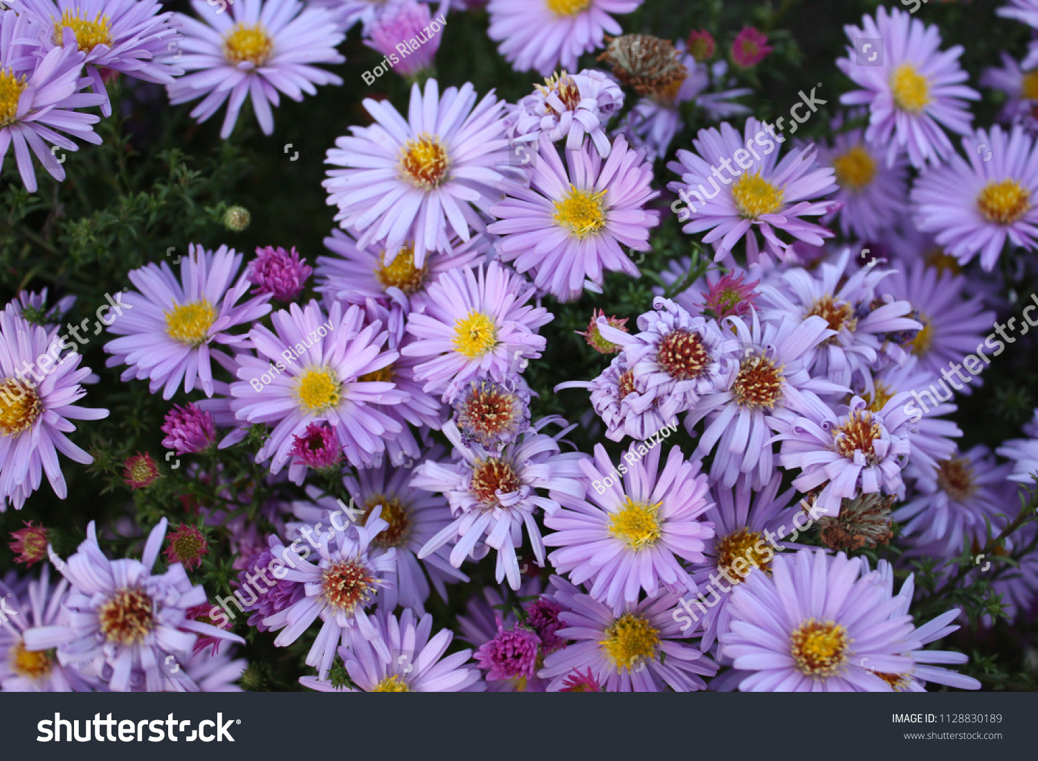 1,463 New york aster Images, Stock Photos & Vectors | Shutterstock