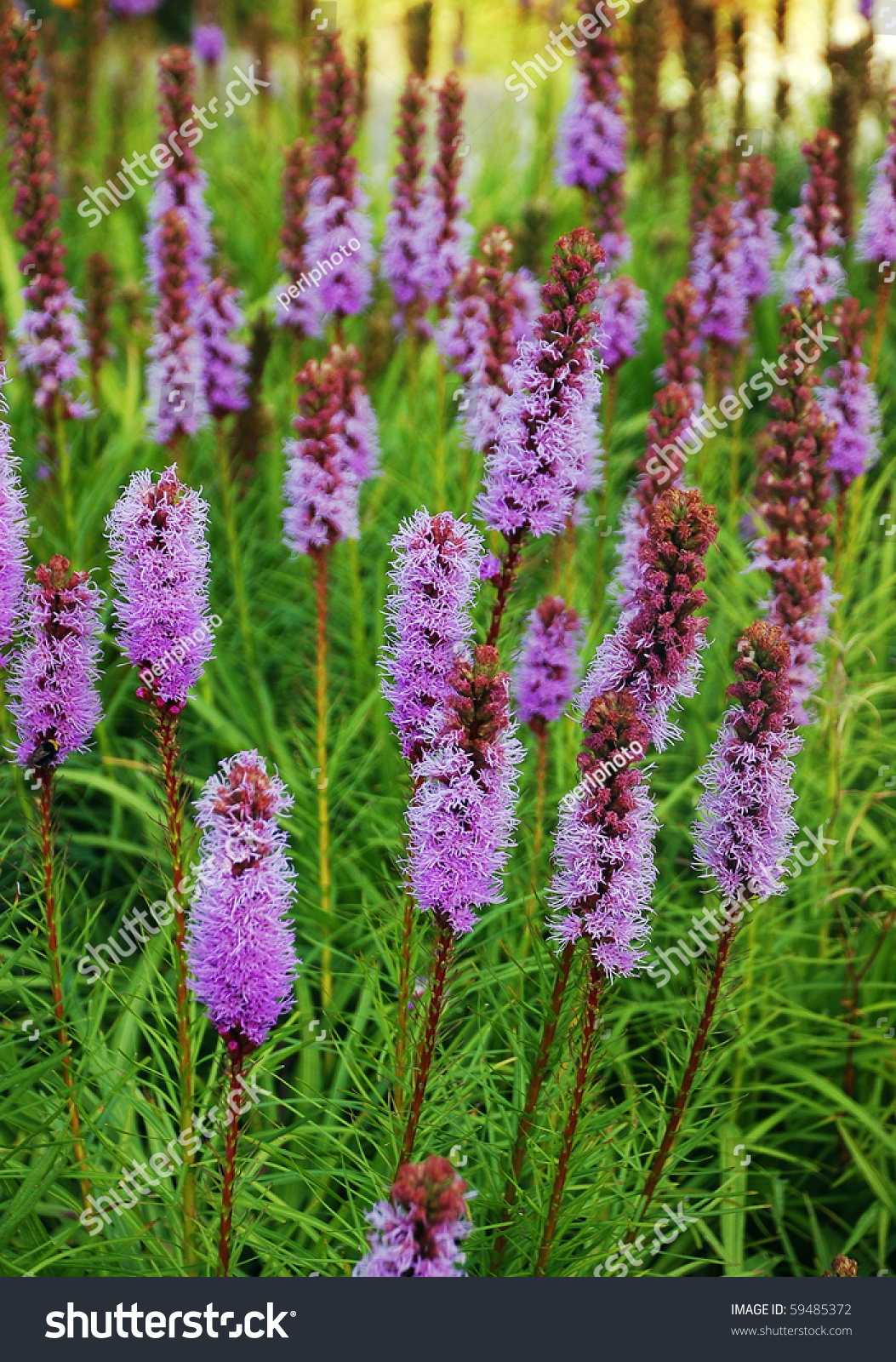 Purple Blazing Star Flowers Stock Photo 59485372 : Shutterstock