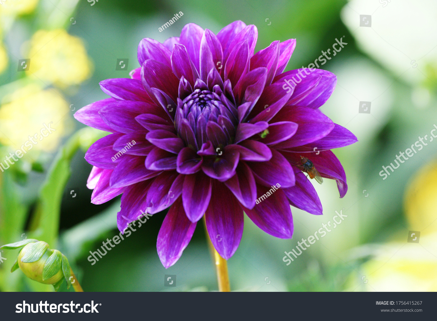 50523 Purple Dahlia Images Stock Photos And Vectors Shutterstock