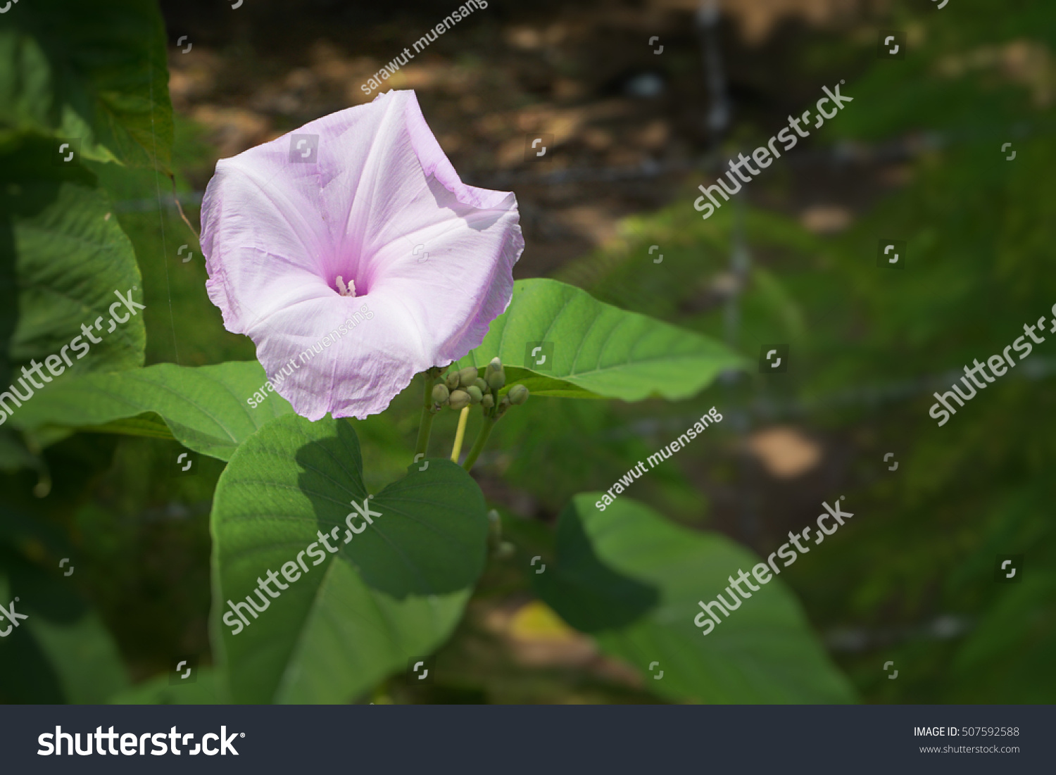 Purple Devils Trumpet Flower Or Downy Stock Photo 507592588 - Shutterstock