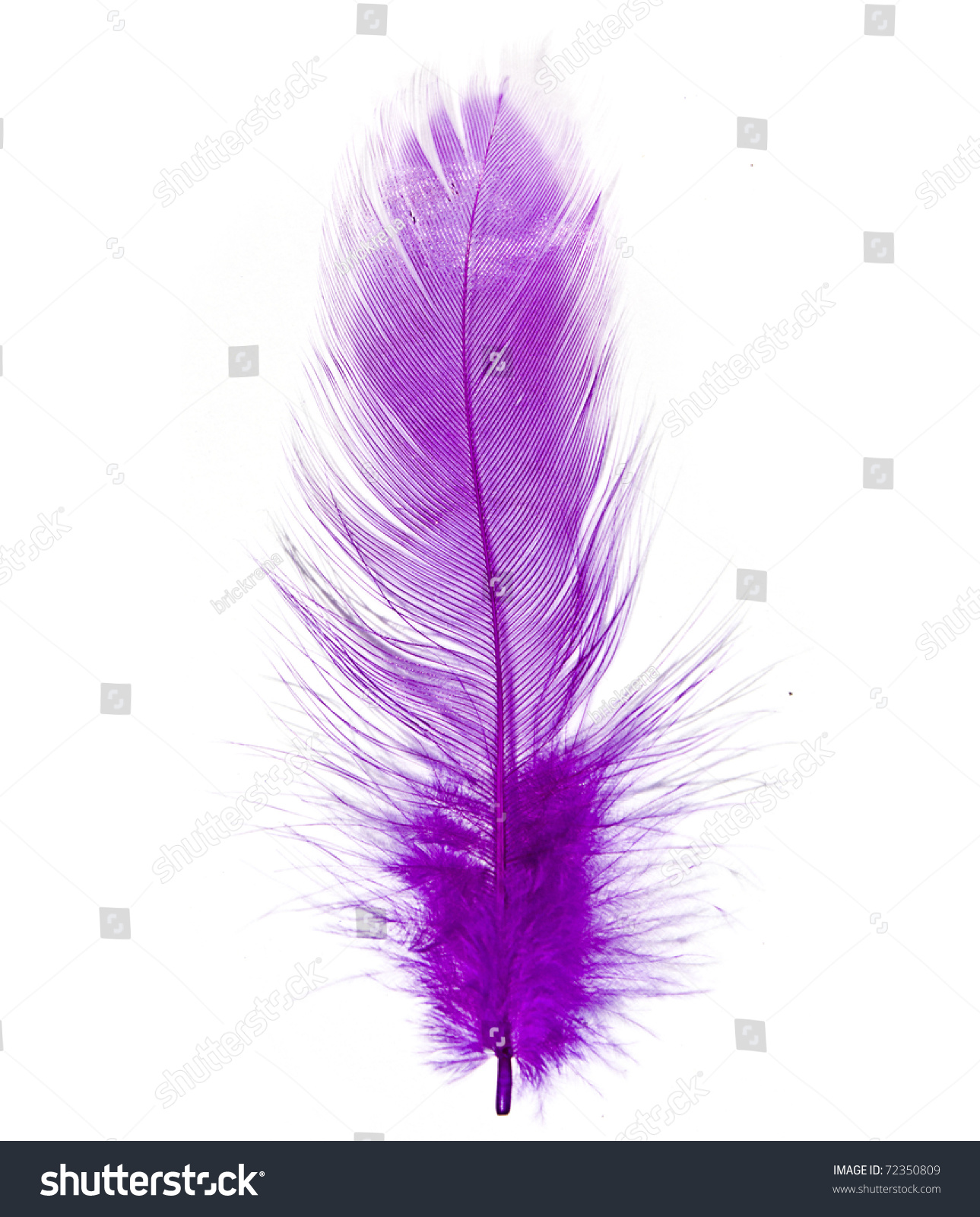Purple Feather Stock Photo 72350809 - Shutterstock