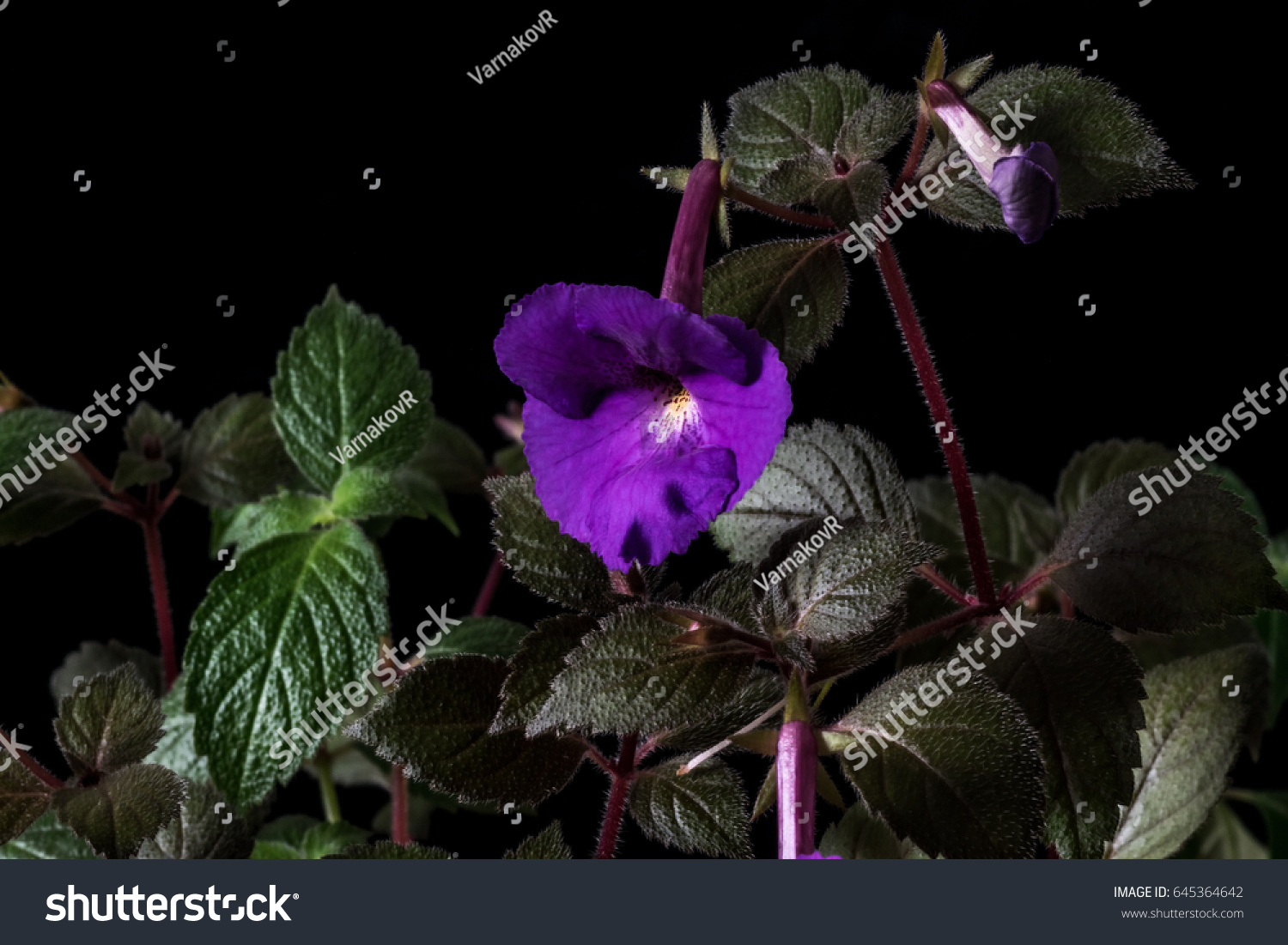 Purple Flower Achimenes Closeup On Black Stock Photo Edit Now 645364642