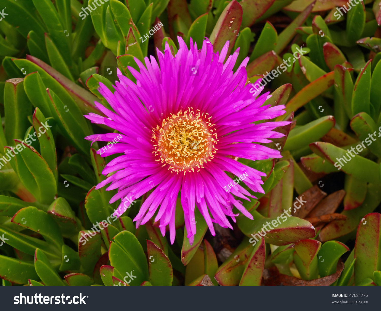 Purple Flower Ice Plant California Coast Stock Photo Edit Now