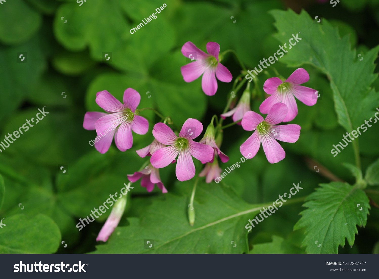 Purple Flower Violet Woodsorrel Oxalis Macro Stock Photo Edit Now