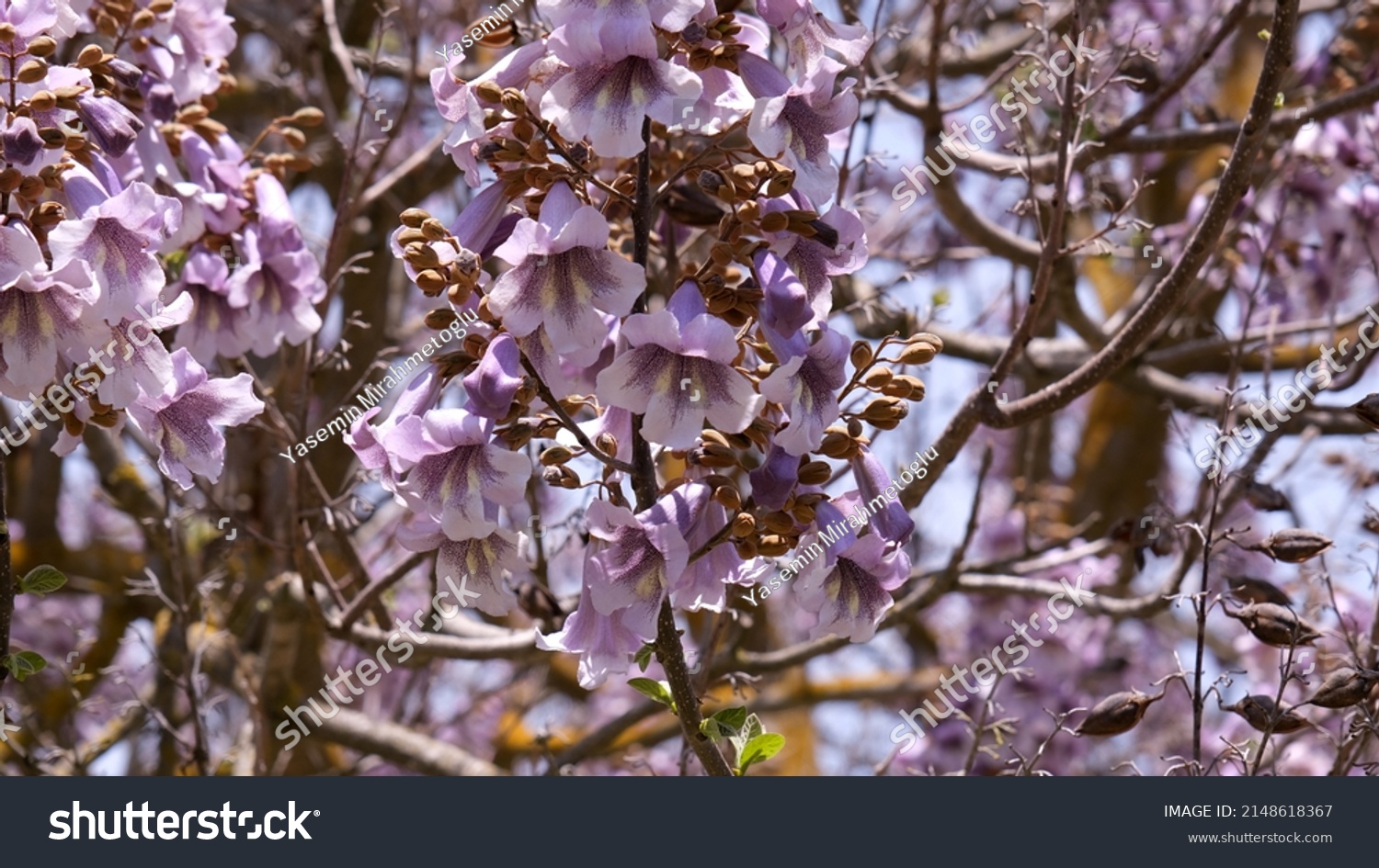 94 Paulownia kawakamii Images, Stock Photos & Vectors | Shutterstock