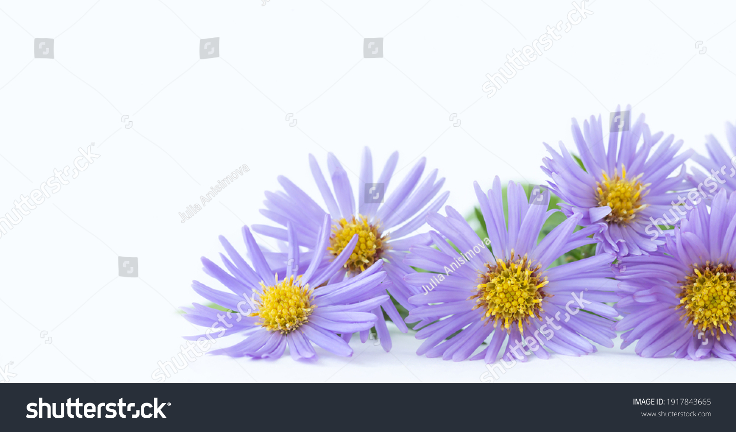 のぎく の画像 写真素材 ベクター画像 Shutterstock