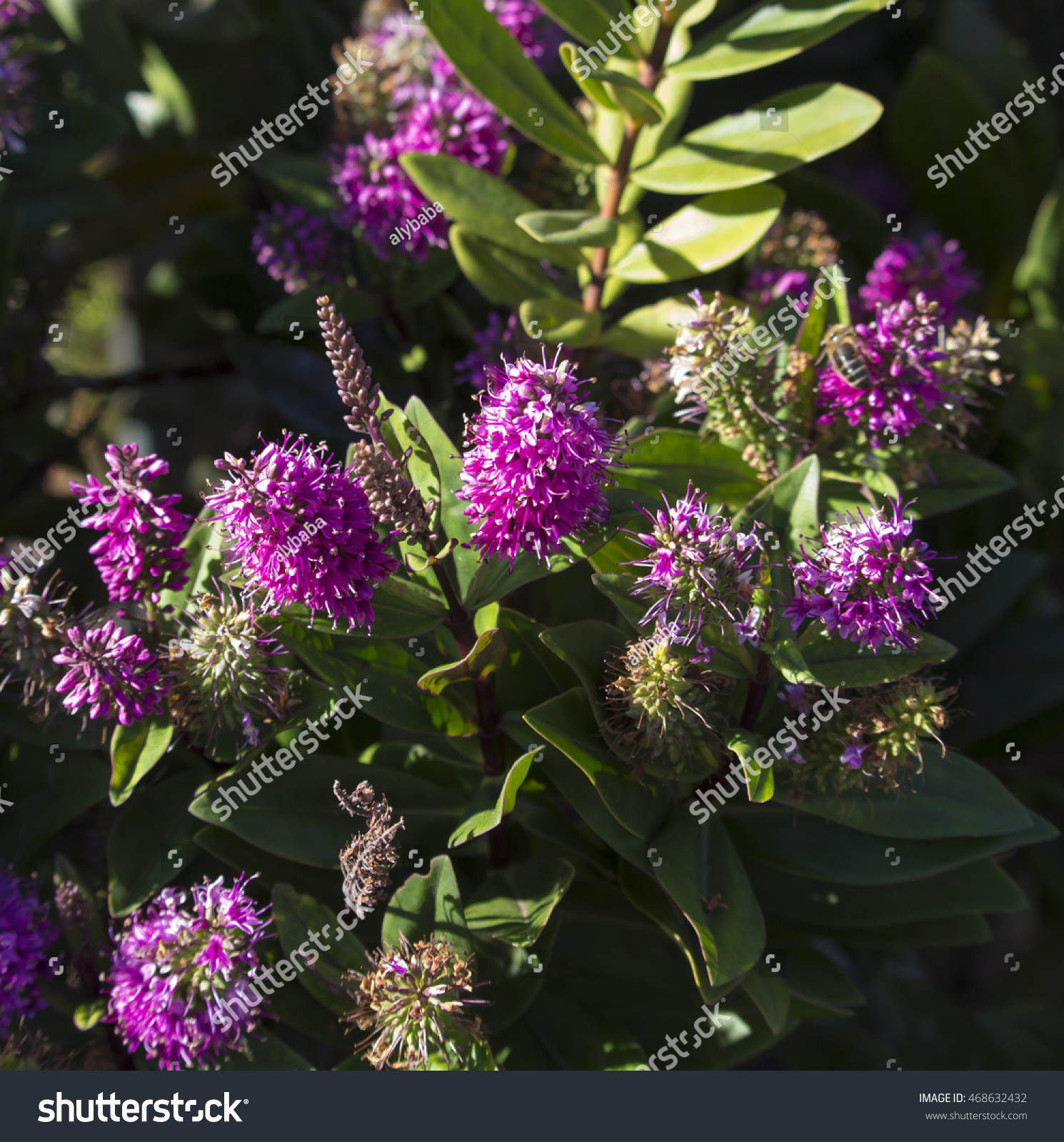 Purple Flowers Evergreen Plant Flowering During Stock Photo ...