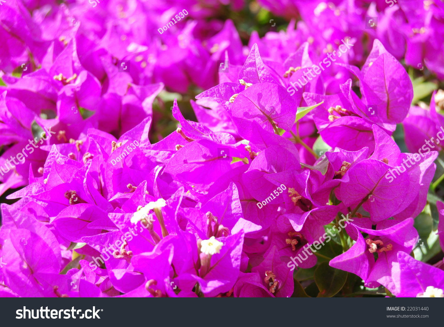 Purple Flowers Of Mexico Stock Photo 22031440 : Shutterstock