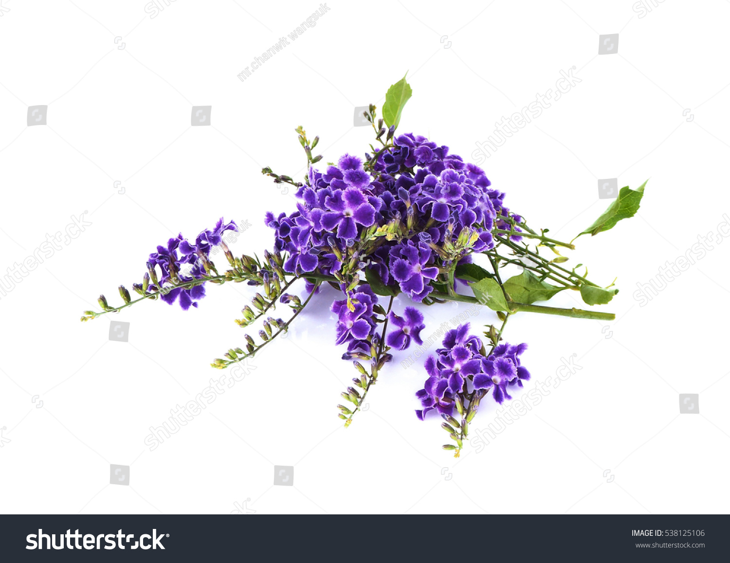 Purple Flowers On White Background Stock Photo 538125106 