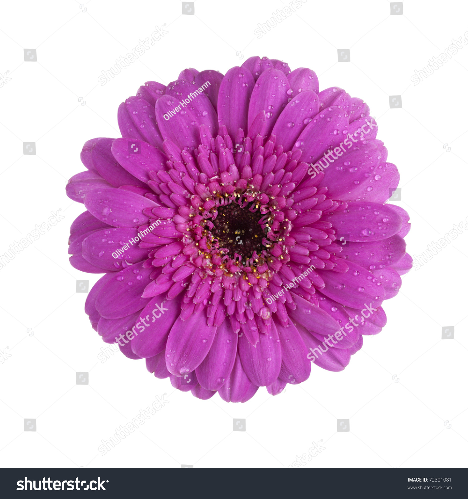 Purple Gerbera Daisy Blossom With Dew Drops Isolated On White ...