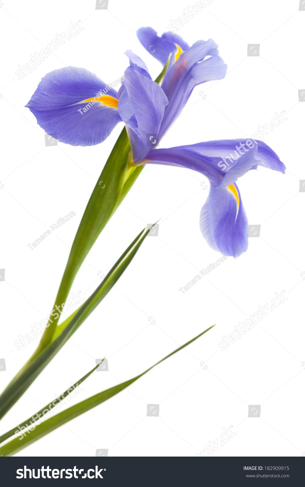 Beautiful Blue Iris Flower Bud Branches Stock Photo 18 ...
