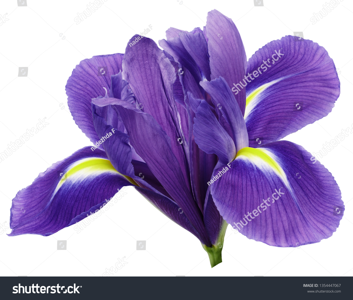 Purple Iris Flower White Isolated Background Stock Photo ...