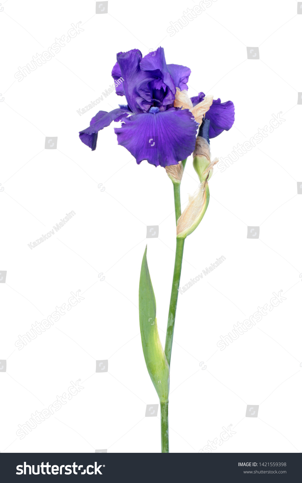 Stem Three Dark Purple Flowers One Stockfoto 20   Shutterstock