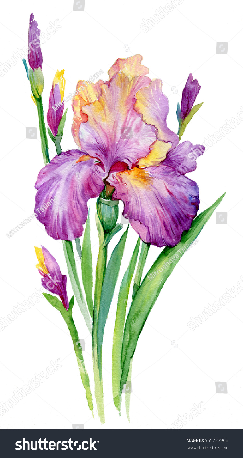 Purple Iris Illustration Watercolor Iris Flower Stock Illustration 555727966