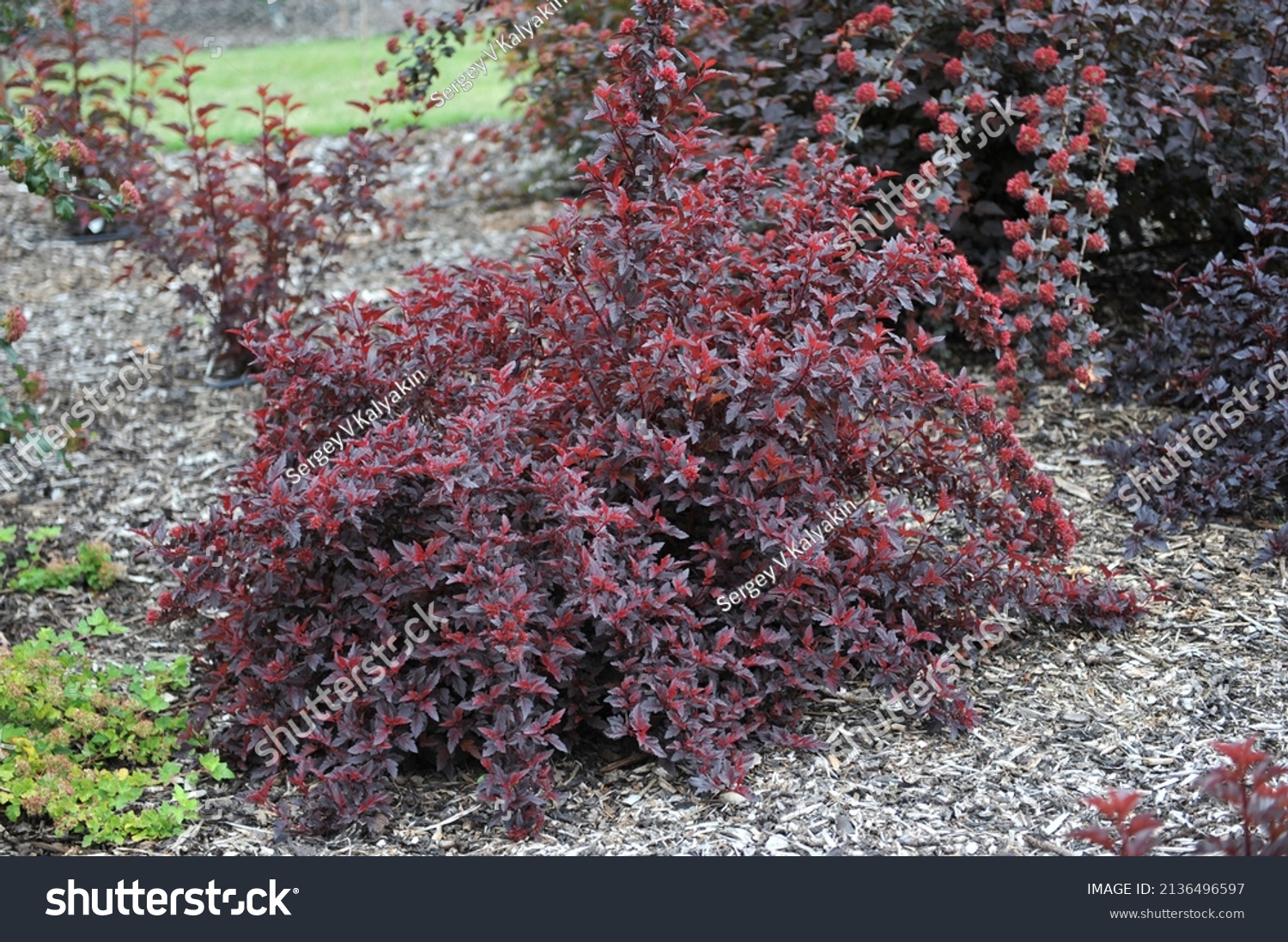 Purpleleaved Ninebark Physocarpus Opulifolius All Black Stock Photo ...