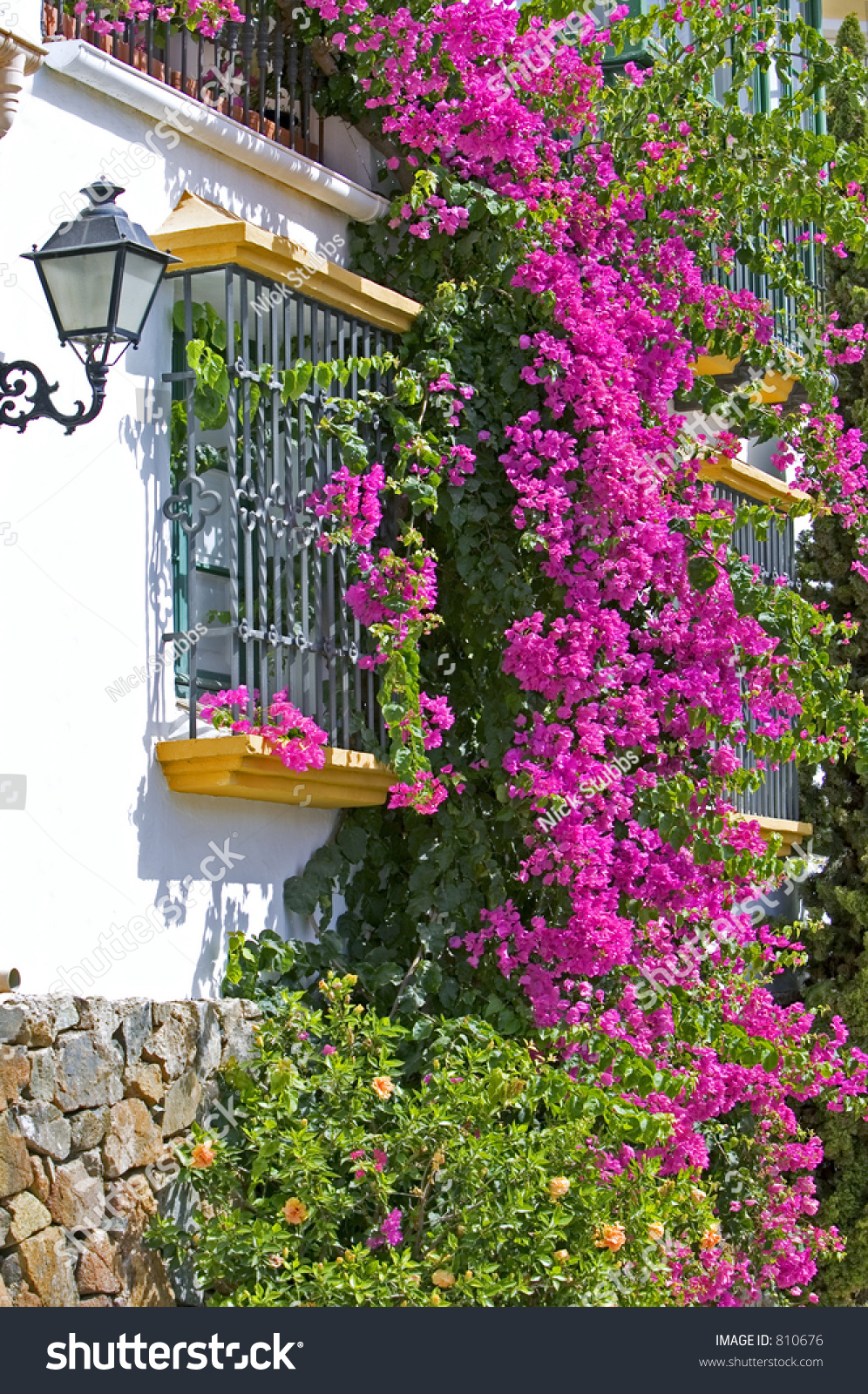 Purple Pink Bougainvillea On Side House Stock Photo 810676 - Shutterstock