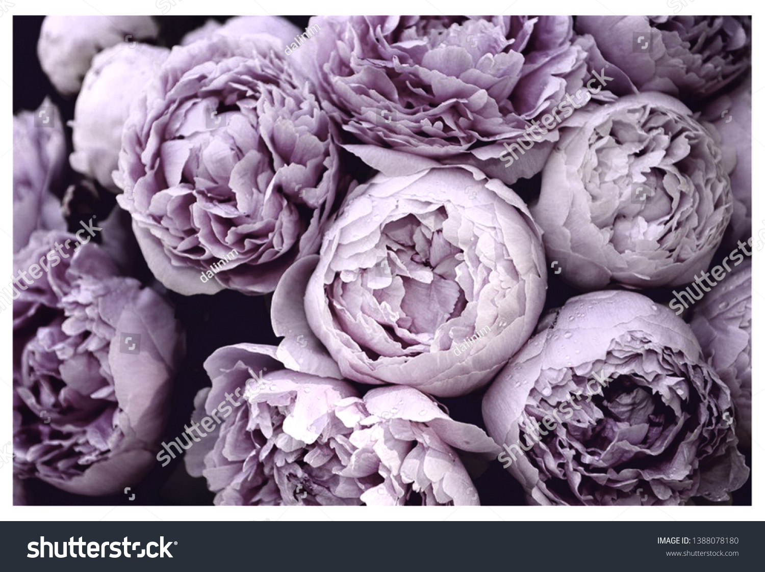 Purple peonies Images, Stock Photos & Vectors | Shutterstock