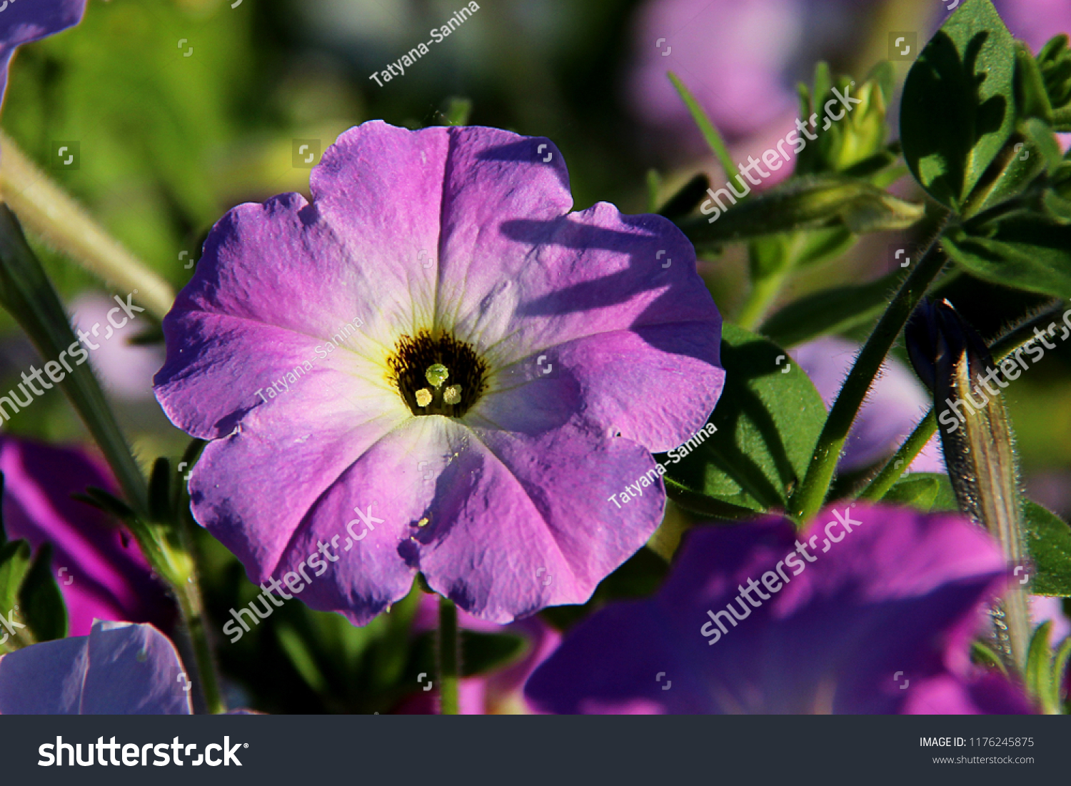 Purple Petunia Flowers Garden Springtime Flower Stock Photo Edit Now 1176245875