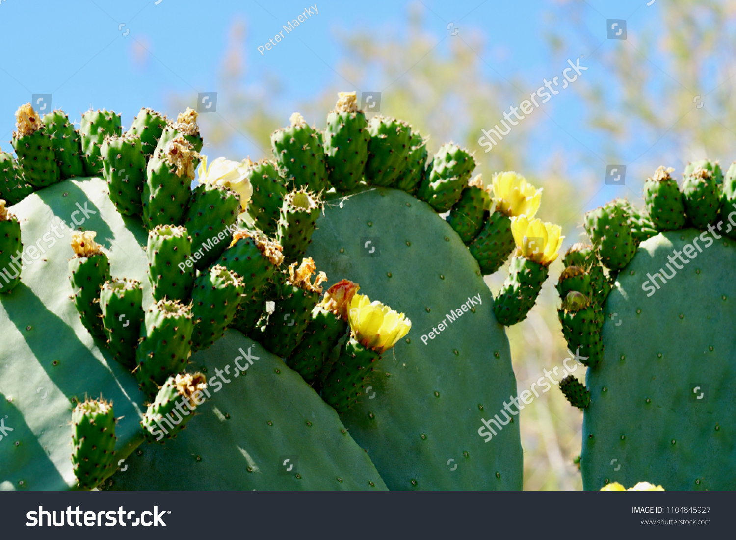 Purple Prickly Pear Cactus Fruit Blooming Stock Photo Edit Now 1104845927