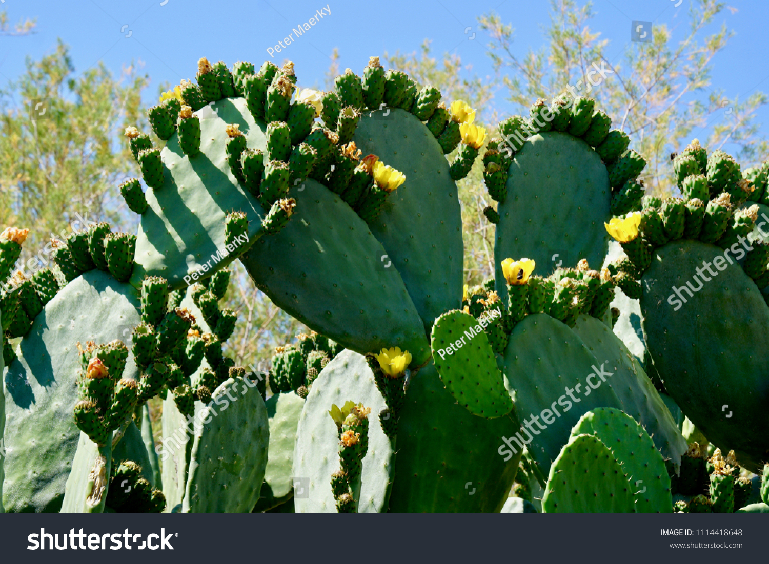 Purple Prickly Pear Cactus Fruit Blooming Stock Photo Edit Now 1114418648