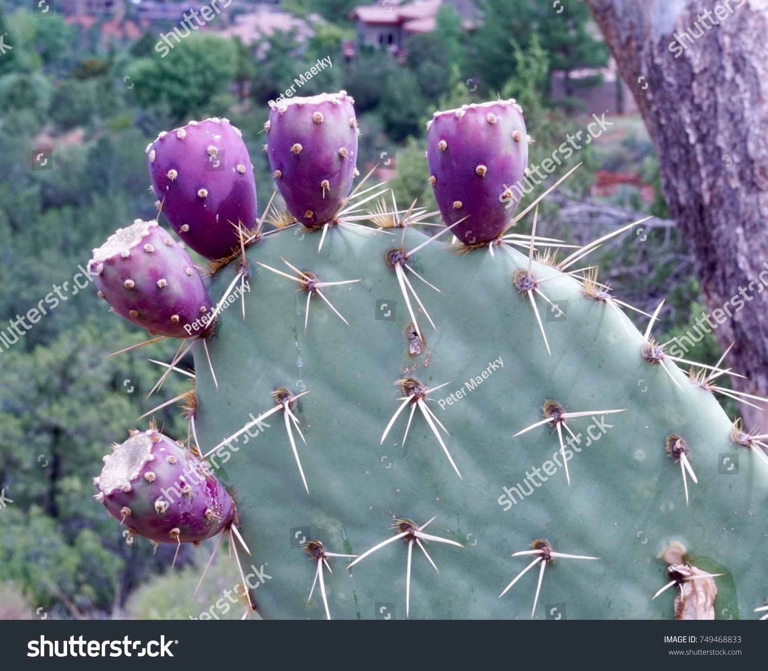 Purple Prickly Pear Cactus Fruit Growing Stock Photo Edit Now 749468833