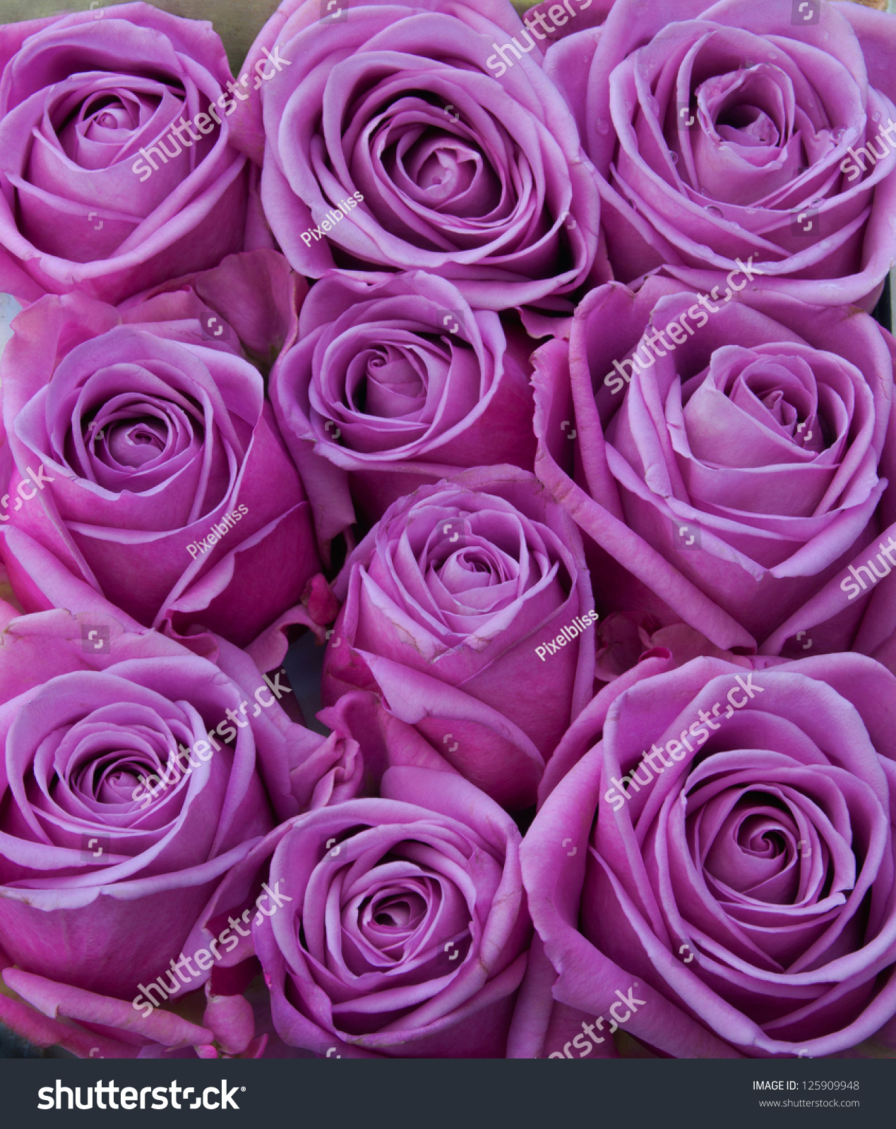 Purple Roses Stock Photo 125909948 : Shutterstock