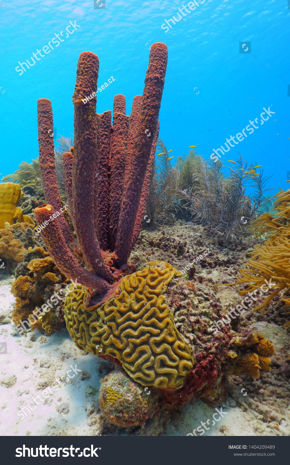 Purple Sea Sponges Corals On Tropical Stock Photo Edit Now