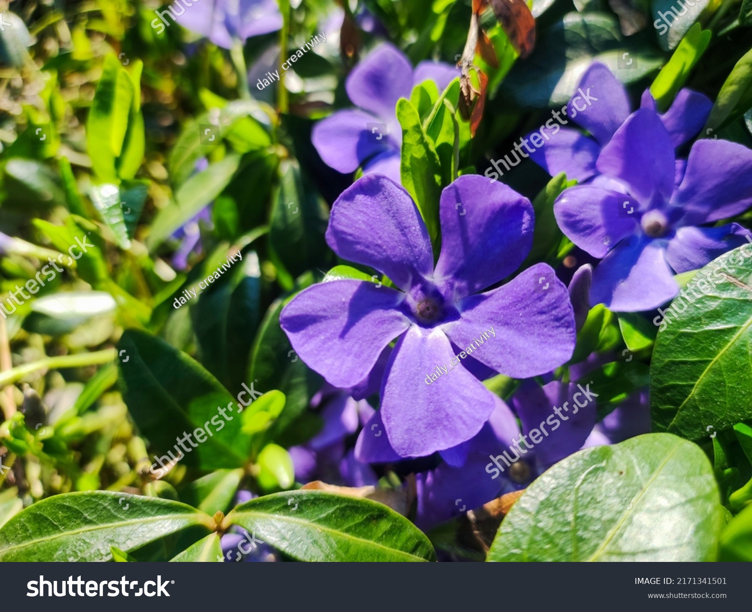 Purple Vinca Minor Periwinkle Flowers Outdoor Stock Photo 2171341501 